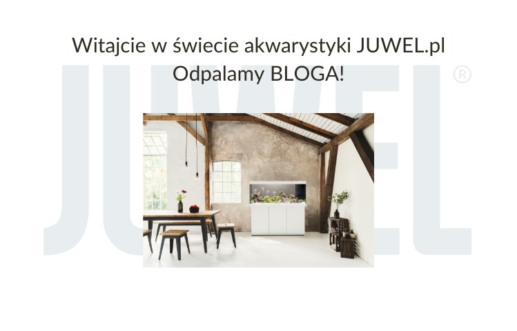 Witajcie w świecie akwarystyki juwel.pl! Odpalamy bloga!