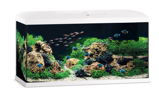 Juwel Primo 110 LED 2.0 białe akwarium z szafką