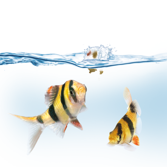 Juwel EasyFeed - Karmnik Automatyczny do akwarium