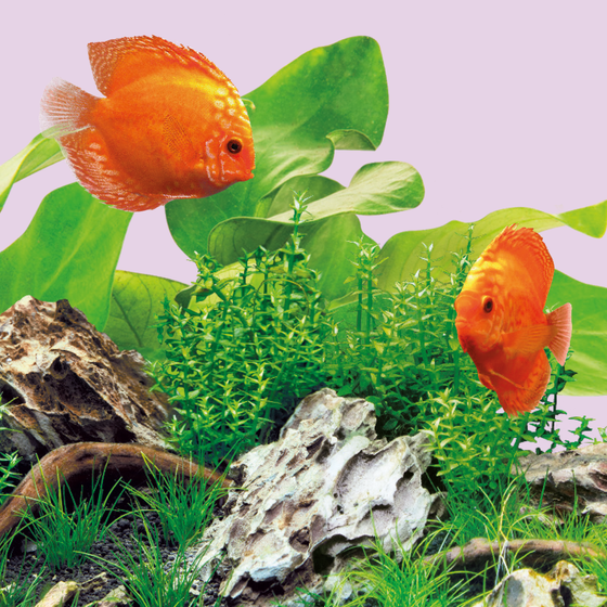 Świetlówka Juwel Colour LED 590 mm